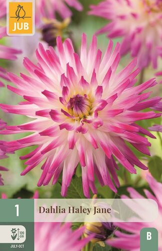Dahlia hayley jane - afbeelding 1