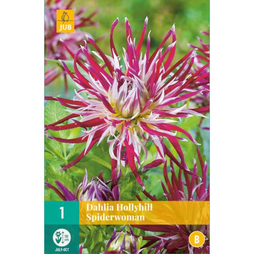 Dahlia hollyhill spiderwoman - afbeelding 1