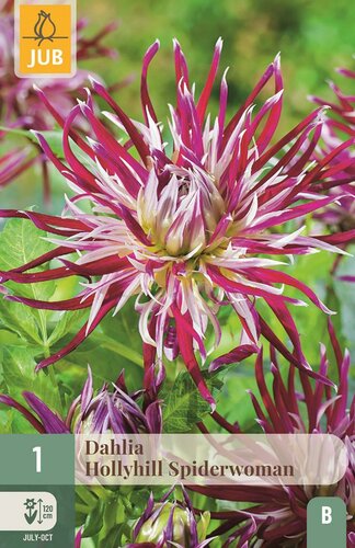 Dahlia hollyhill spiderwoman - afbeelding 1