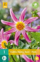 Dahlia Honka roze - afbeelding 2