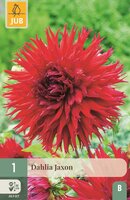 Dahlia jaxon