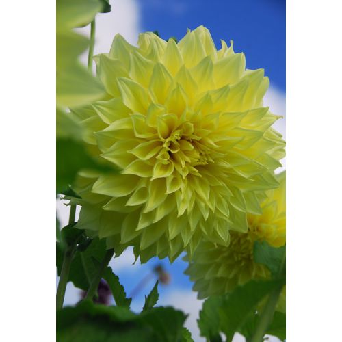 Dahlia Kelvin floodlight - afbeelding 2