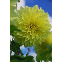 Dahlia Kelvin floodlight - afbeelding 2