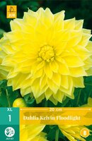Dahlia Kelvin floodlight - afbeelding 1