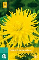 Dahlia Kennemerland - afbeelding 1