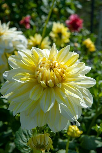 Dahlia la luna us - afbeelding 2