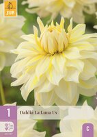 Dahlia la luna us