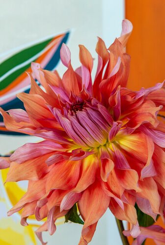 Dahlia labyrinth - afbeelding 2