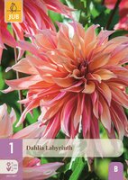 Dahlia labyrinth