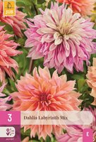 Dahlia labyrinth mix