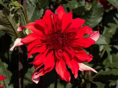 Dahlia labyrinth red - afbeelding 2