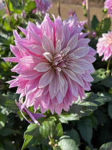 Dahlia labyrinth twotone - afbeelding 2