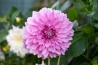 Dahlia Lavender perfection - afbeelding 2