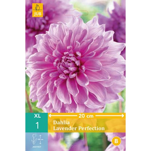 Dahlia Lavender perfection