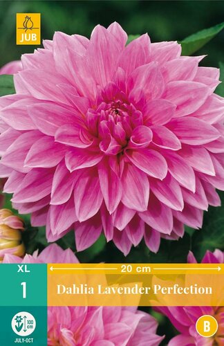 Dahlia Lavender perfection - afbeelding 1