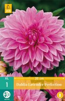 Dahlia Lavender perfection - afbeelding 2
