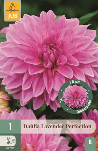 Dahlia Lavender perfection - afbeelding 1