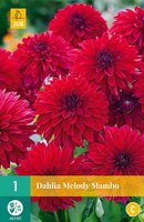 Dahlia Melody Mambo - afbeelding 2