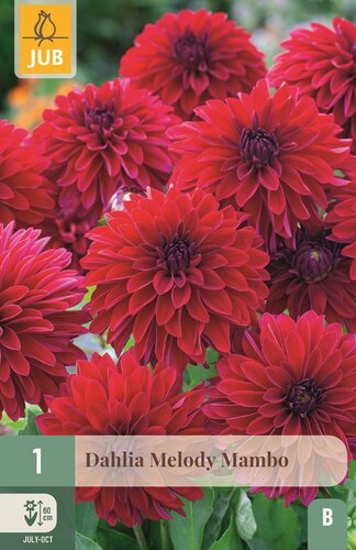 Dahlia Melody Mambo - afbeelding 1