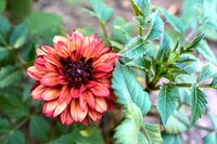 Dahlia missis miley - afbeelding 2