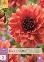 Dahlia missis miley