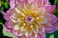 Dahlia mondriaan - afbeelding 3