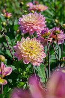 Dahlia mondriaan - afbeelding 2