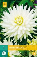 Dahlia My love - afbeelding 1