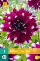Dahlia Mystery day - afbeelding 1