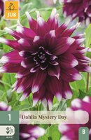 Dahlia Mystery day