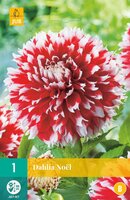 Dahlia noel - afbeelding 2