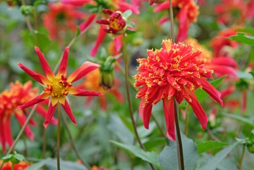 Dahlia octopus sparkle - afbeelding 2