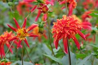 Dahlia octopus sparkle - afbeelding 2