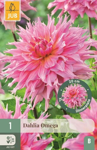 Dahlia Omega - afbeelding 1
