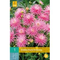 Dahlia Park princess - afbeelding 1
