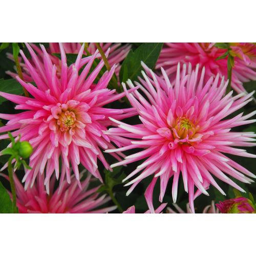 Dahlia park princess - afbeelding 2