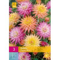 Dahlia pastel mix