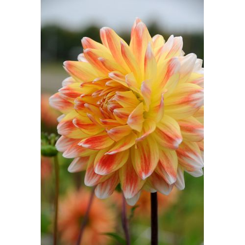 Dahlia Peaches and cream Bloembollen Kopen? Goedkoop Bloembollen