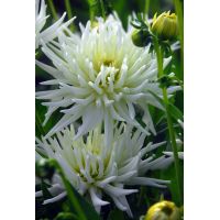 Dahlia Playa blanca - afbeelding 2