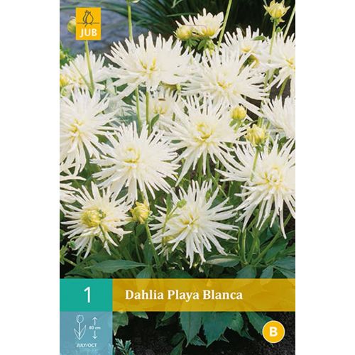 Dahlia Playa blanca - afbeelding 1