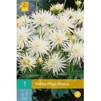 Dahlia Playa blanca - afbeelding 1