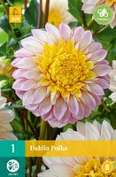 Dahlia polka - afbeelding 2