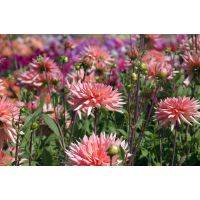 Dahlia Preference - afbeelding 2