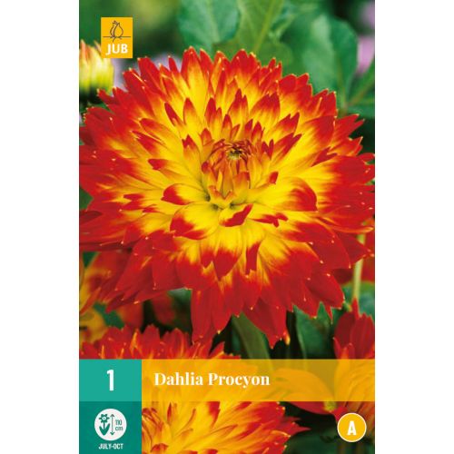 Dahlia procyon - afbeelding 1