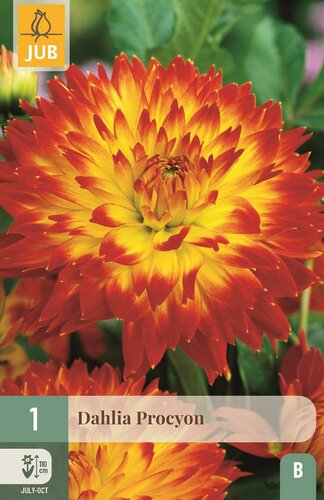 Dahlia procyon - afbeelding 1