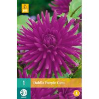 Dahlia purple gem - afbeelding 1