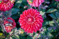 Dahlia quin - afbeelding 2