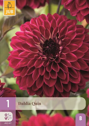 Dahlia quin