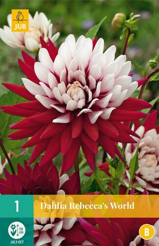 Dahlia Rebeccas world - afbeelding 1