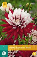 Dahlia Rebeccas world - afbeelding 1